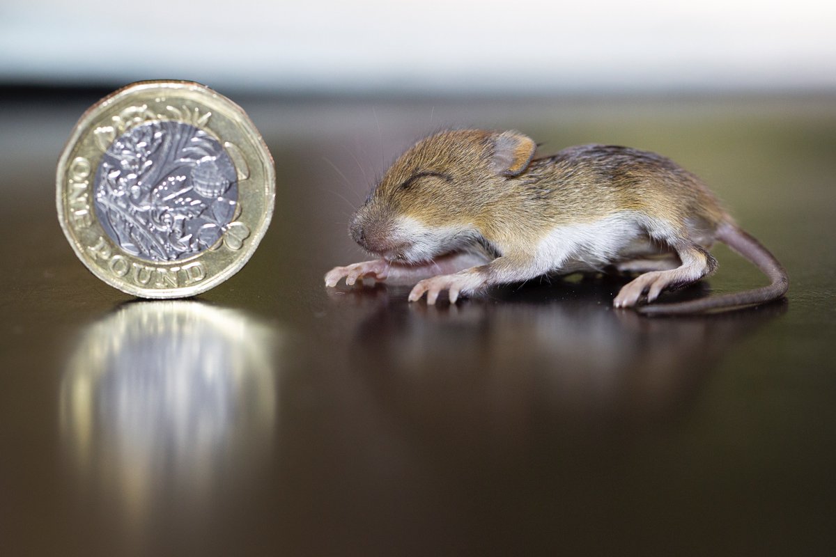 wildlifeaid's tweet photo. This tiny mouse was found by a dog before being admitted to the centre. Maru, removed the fly eggs with a mascara brush before giving the mouse a wipe with anti-parasite spray. After some fluids and warmth, it was transferred to our rodent carer extraordinaire, Myra. https://t.co/guhmsvOsik