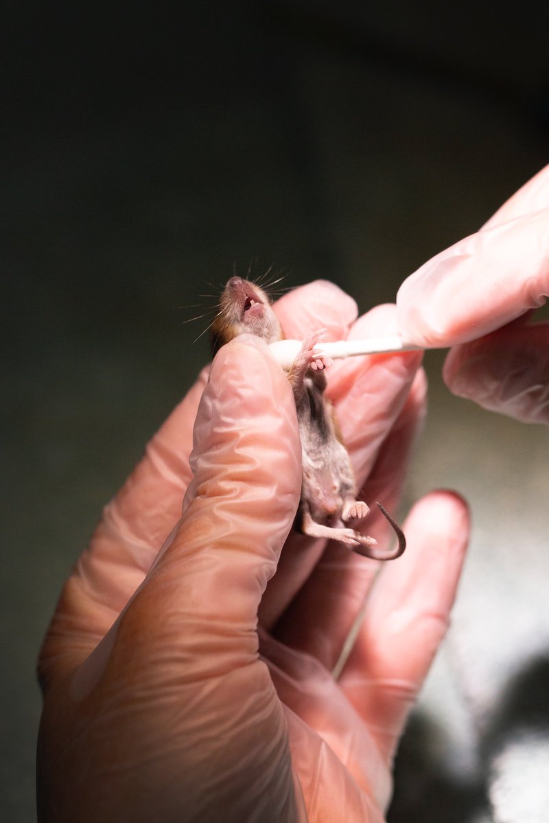 wildlifeaid's tweet photo. This tiny mouse was found by a dog before being admitted to the centre. Maru, removed the fly eggs with a mascara brush before giving the mouse a wipe with anti-parasite spray. After some fluids and warmth, it was transferred to our rodent carer extraordinaire, Myra. https://t.co/guhmsvOsik