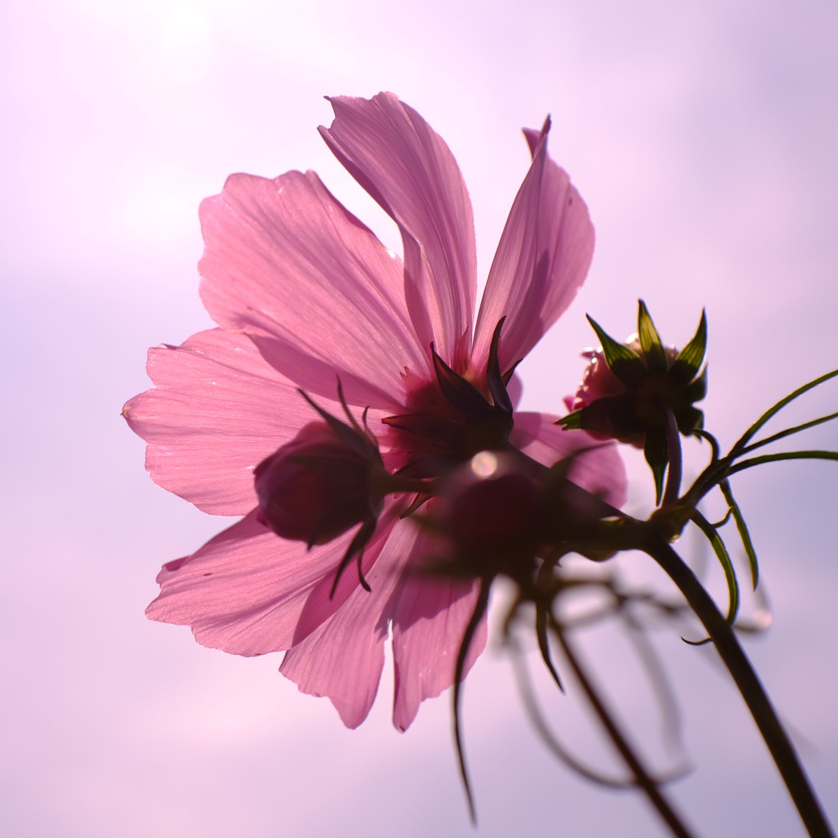 Thank you ♦ #roses Roses &amp; Garden of Flowers for all of you...♦

#4La0nly #HappyFriendshipDay2019 
♦♦♦
&amp; of Course, #HappyBirthday to me ... Haha

<a href="/PosiePosie1212/">Posie</a> - Just on time Posie ... Cheers...◎