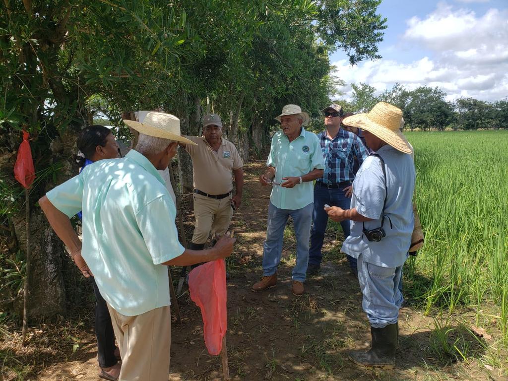 IICA-PANAMA (<a href="/IICA_PANAMA/">IICA-PANAMA</a>) twitteó:
Día de Campo presentación de Sistema SRI @MIDAPANAMA <a href="/IICA_PANAMA/">IICA-PANAMA</a>  #sistemasri <a href="/Analmo07Analmo/">analmo</a>  (x.com/IICA_PANAMA/st…)