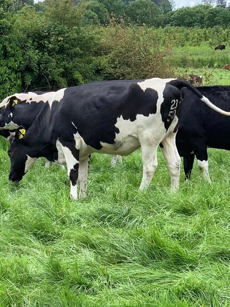 Ryann_Raisinhol's tweet photo. Incalf milking spring calvers available now! Incalf to high EBI and beef sires great selection also fresh calved Irish full and part loads call now for a quote 07375542536 @MoffetLivestock #teamdairy #springcalvers #grasstomilk #grazeforprofit #irishgenetics #cows https://t.co/tB6euF2CdR