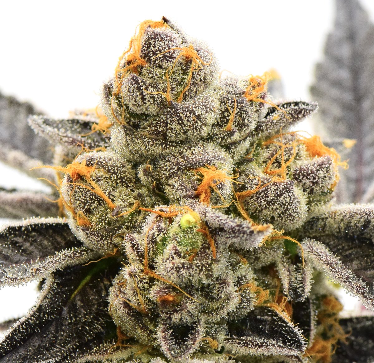 LBHDenver's tweet photo. We are putting a few strains back into rotation. Here is Kandyland coming to the store soon!
Granddaddy Purple x Bay Platinum Cookies https://t.co/fQeyTr7E1A