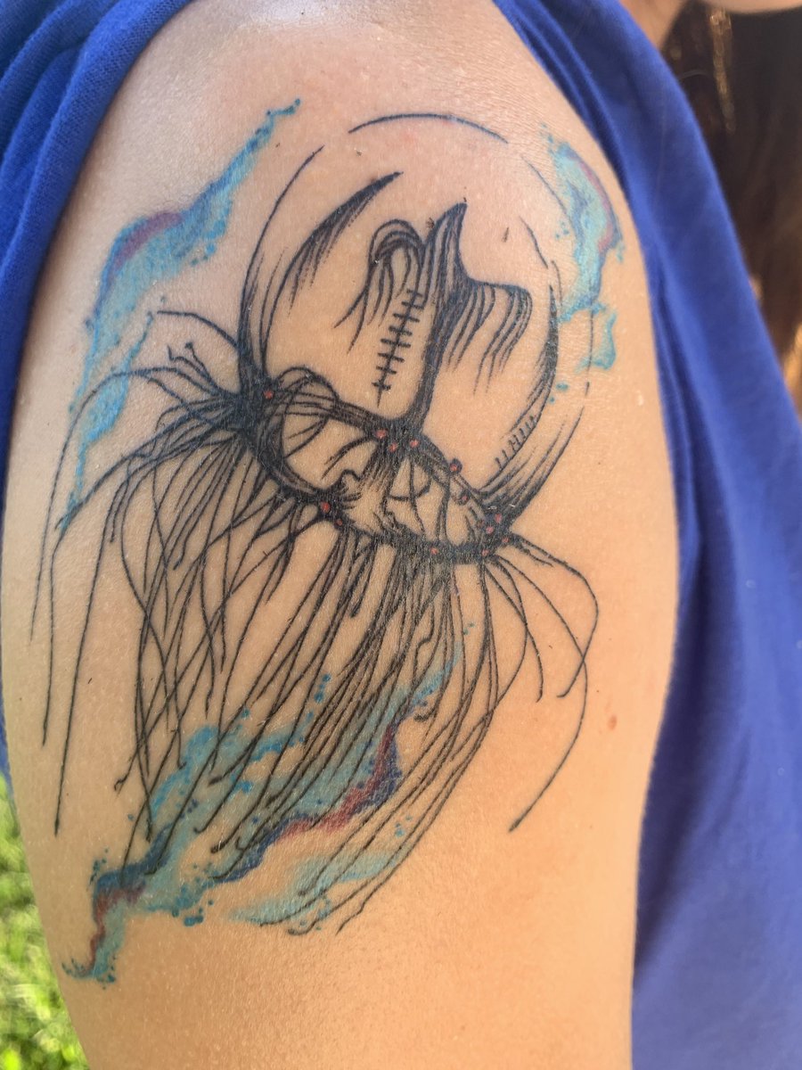 Finally got my #sciencetattoo! Life sized red-eye medusa (Polyorchis  penicillatus) to remember my amazing experience finding not one but two of  these beautiful animals @MarineBiol_FHL! #hydromedusa #hydrozoa #jellies, image size:900x1200