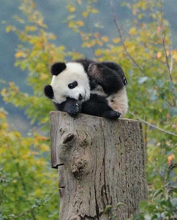 BestofPanda's tweet photo. 👍Like if you are Excited! Oh Yeah
.
.
.
.
.

#pandaworld  #pandatime  #pandaparty  #pandapanda  #pandaarmy  #apandapiace  #apanda  #apandah  #apandacolorida  #apandacalledpru  #pandabnk48  #pandab  #bpanda  #bpandami  #bpandawannabe  #bpandas  #bpand… https://t.co/gZai1PkSLc https://t.co/dOYOda8DDC