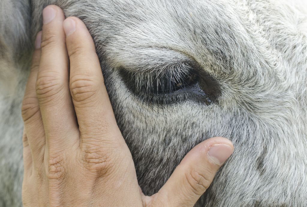 MercyForAnimals's tweet photo. Every day we have a choice.

Choose compassion. https://t.co/Qv3OJzZRRf