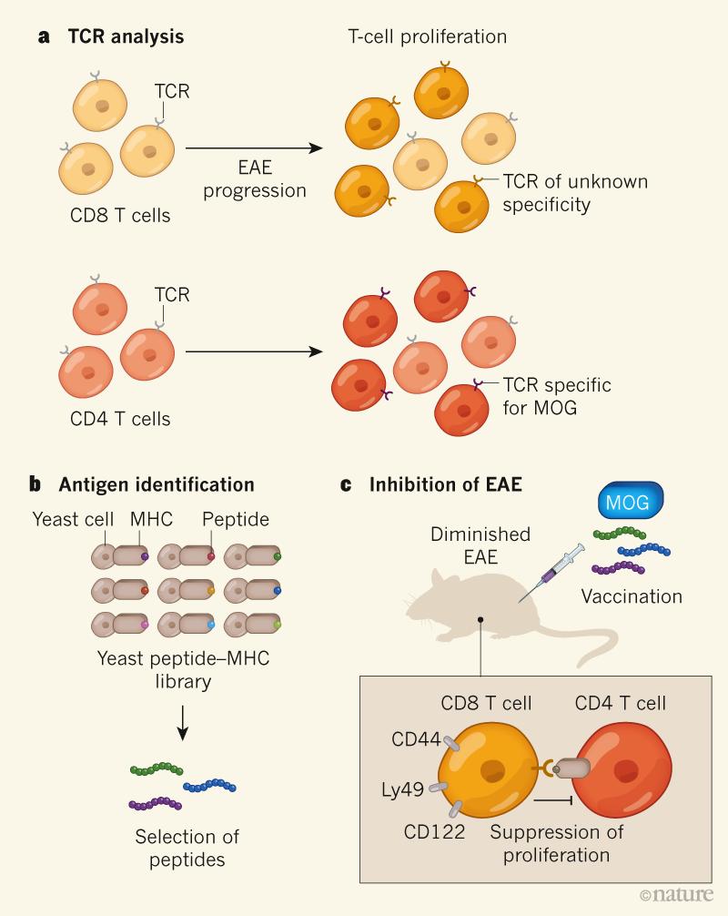 AndyBiotech's tweet photo. Very important work showing CD8 T cells can inhibit self-reactive CD4 T cells, thereby offering protection in #MultipleSclerosis mouse model 
https://t.co/xmVLh9tzPc

"Crowdsourcing T cells" is fascinating. Congrats @NareshaSaligra1
https://t.co/TQPpfI7y9A
https://t.co/Y1nG59S2OL https://t.co/w0MpIMNmyE