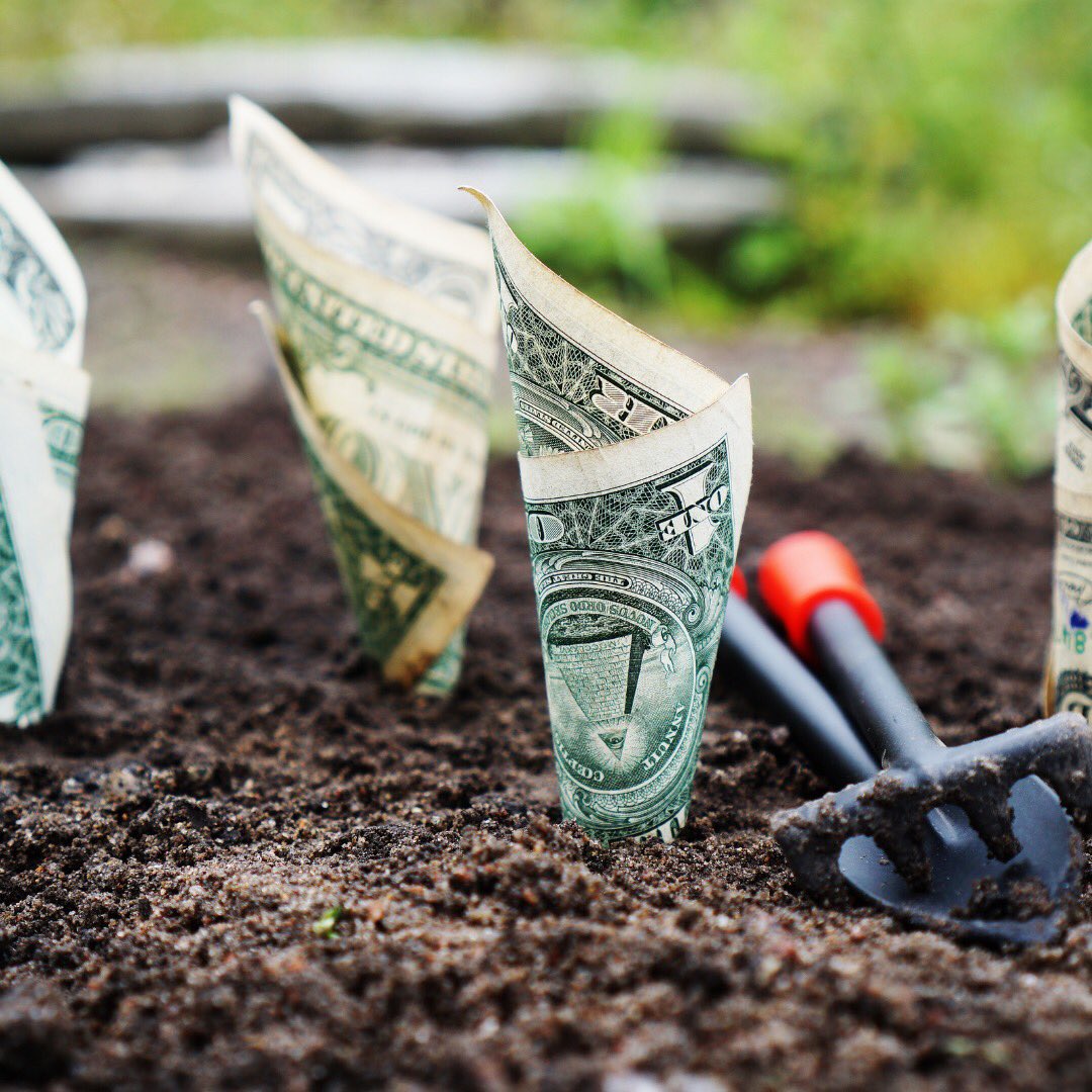 getwhyze's tweet photo. Money trees is the perfect place for shade. Learn how to grow yours at https://t.co/RitPJgNg1H https://t.co/dqdZYOqnbl