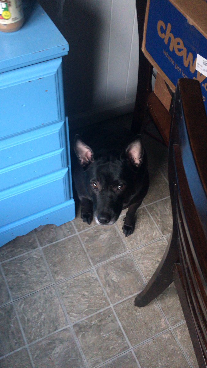 thedownrange_'s tweet photo. When she sits here, its time for dinner. 

#mydog https://t.co/vprH9FKCPS