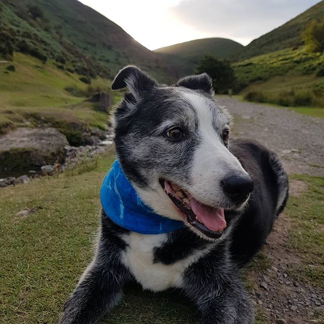 LifeAsACollie's tweet photo. Another stop on our #WednesdayAdventure #CardingMillValley #WagWednesday #NationalTrust #dogsatnationaltrustproperties #BorderCollie #Freddyadventures https://t.co/LF3FPFuU7A