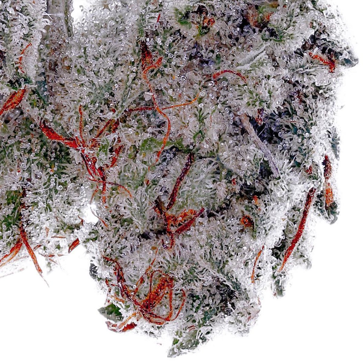 ⛽️🔥SKY FUEL OG⛽️🔥
Almost too pretty to burn?
#EdRosenthalsBestBuds by HydrostarPro