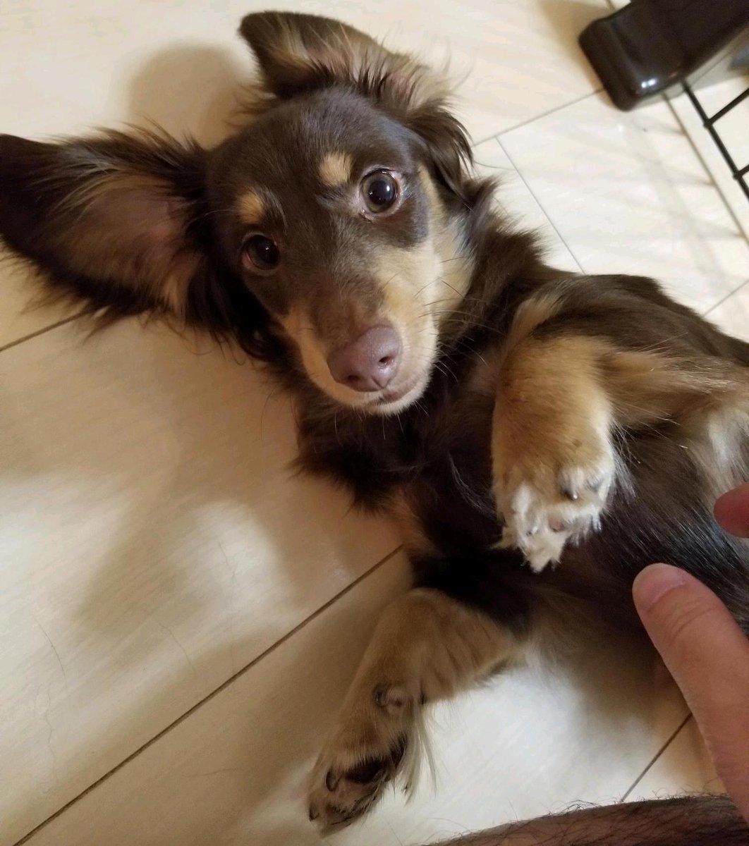 可愛すぎか
