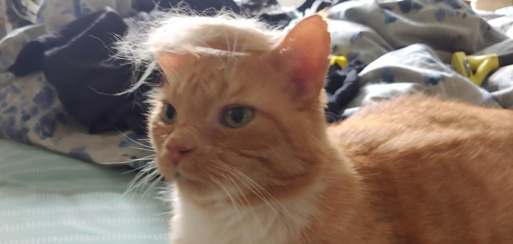 CorneliusMister's tweet photo. I are Trump cat https://t.co/lTRL4RvZqt