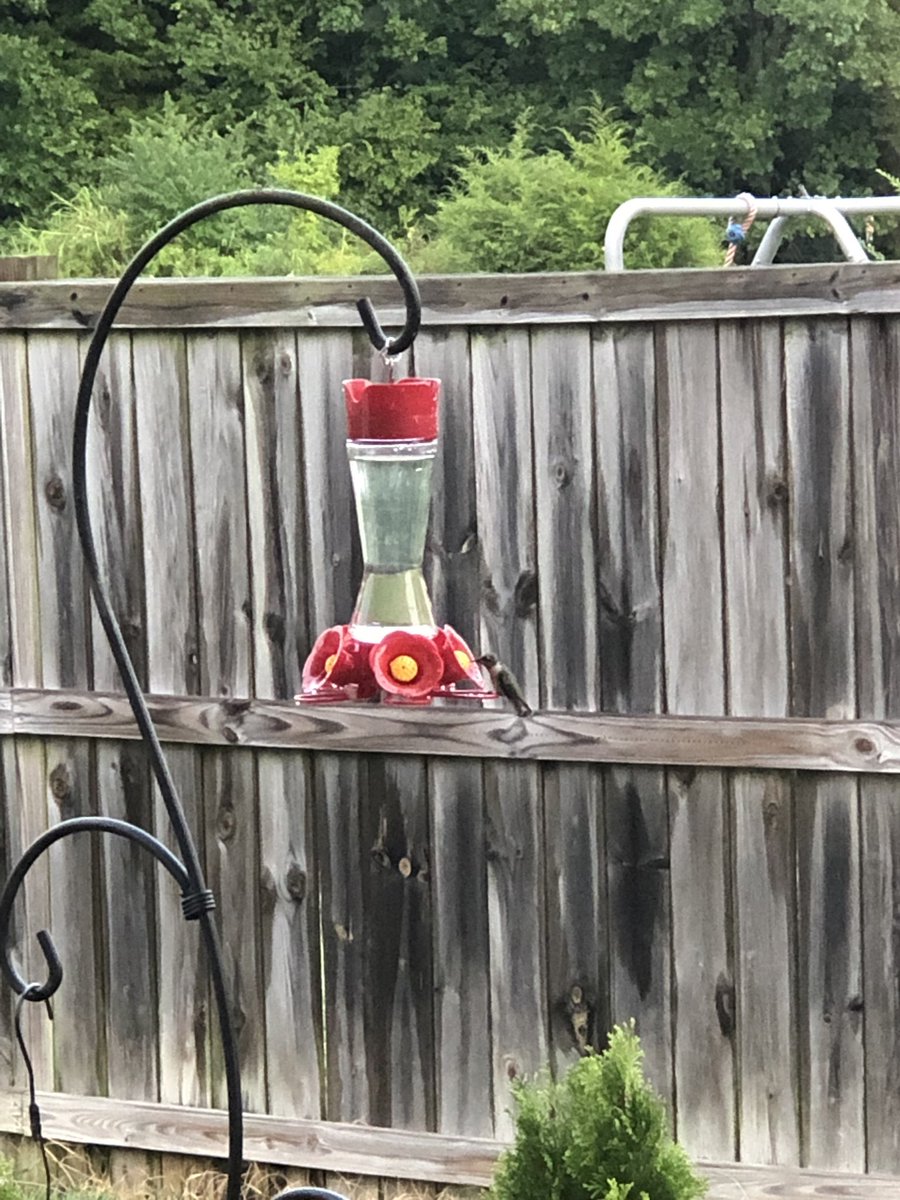 Alison_Norton's tweet photo. I put out a feeder just 3 days ago and I’ve had friends hanging around ever since. #mooches #hummingbird https://t.co/4UOoEHRNRR