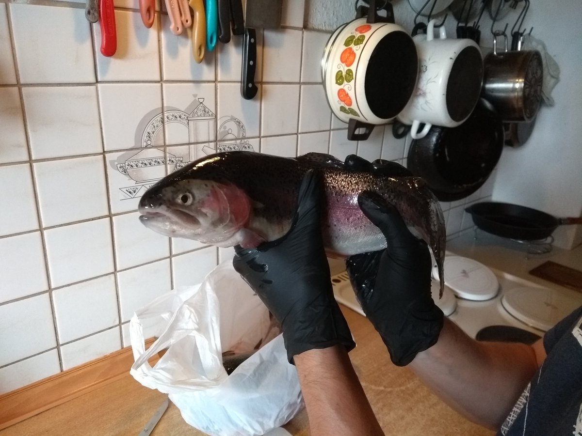 The_Smoking_GNU's tweet image. Tatar von der Forelle, Onsen-Ei, Lammkarree mit Fenchel und Masala #CookingWithFriends