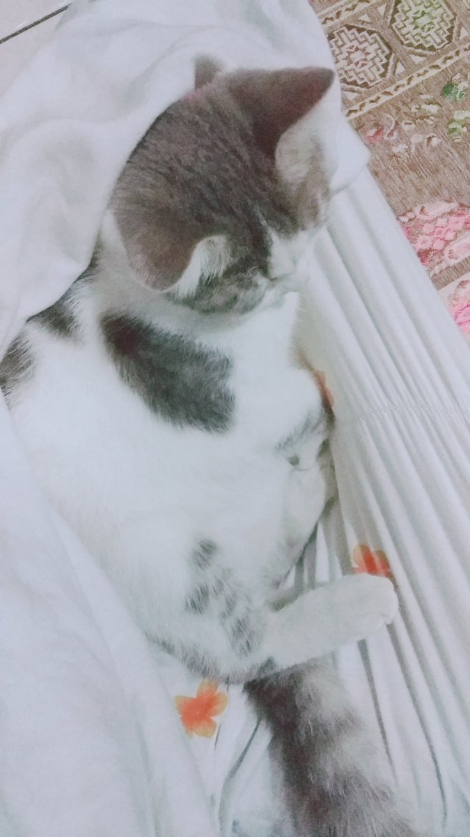 nisazaf's tweet photo. This is my little pet,  yg kalau sore jadi penikmat senjaaa https://t.co/zATJMRGOHD