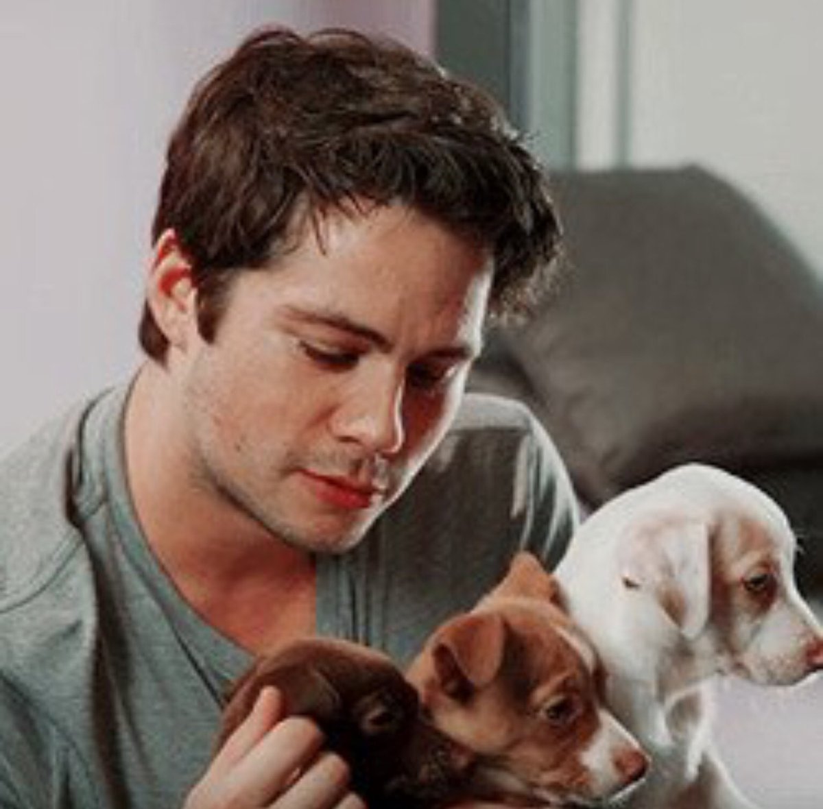 pennscully's tweet photo. Dylan with puppies : a blessing https://t.co/lRt7vVYG7O