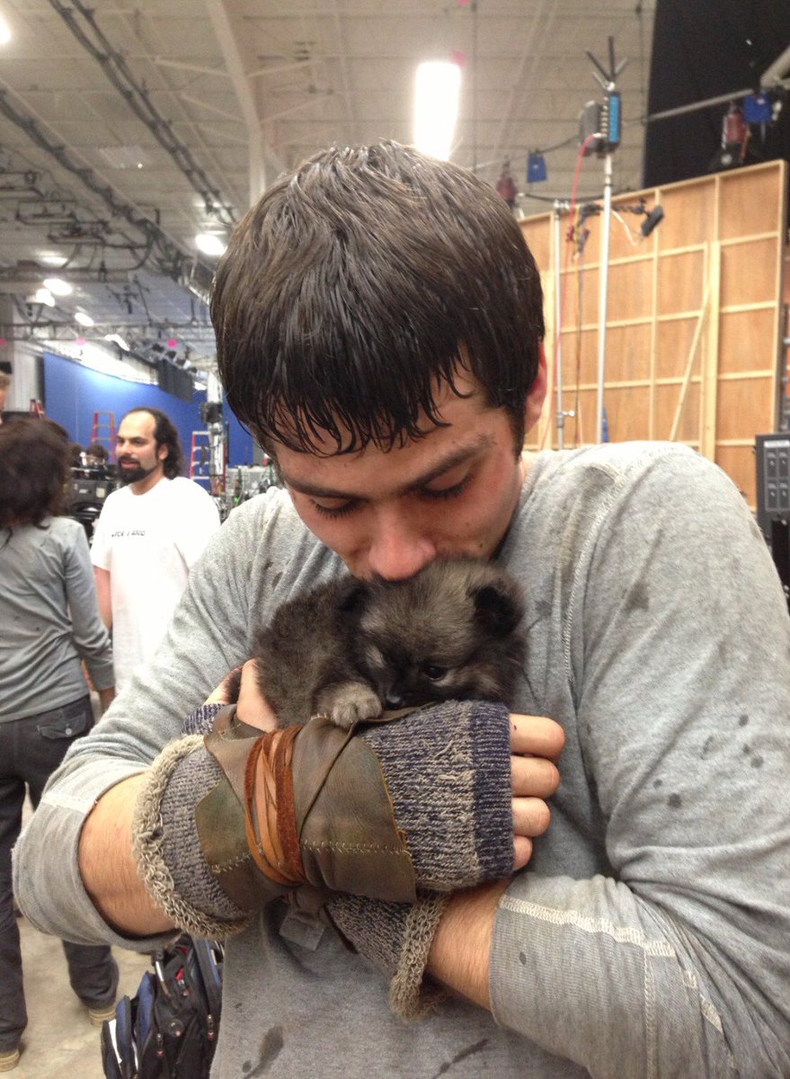 pennscully's tweet photo. Dylan with puppies : a blessing https://t.co/lRt7vVYG7O