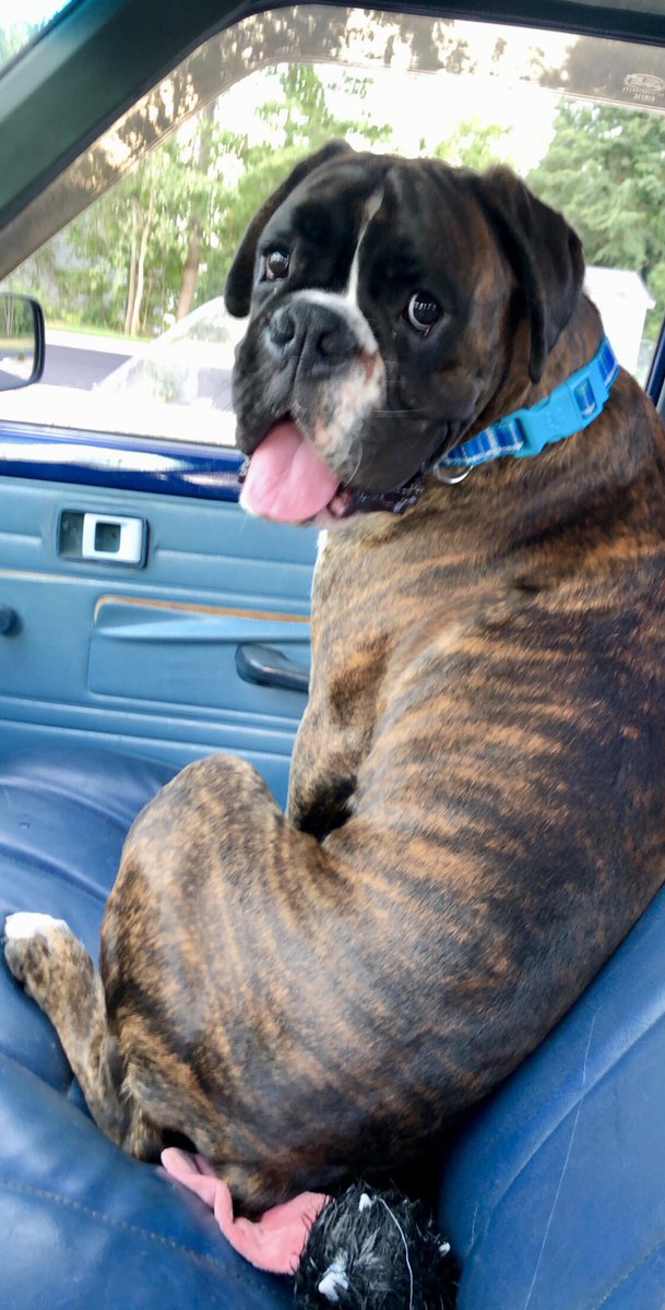 boxermom1416's tweet photo. My boy is getting better.  His 3rd short ride without getting sick. Hopefully he’s grown out of it. #MaverickKaneC #bromocrew #boxerlife #boxerfan #Euroboxer #boxerdog #boxersarefamily #Mommysboy https://t.co/WNAf3e26iu