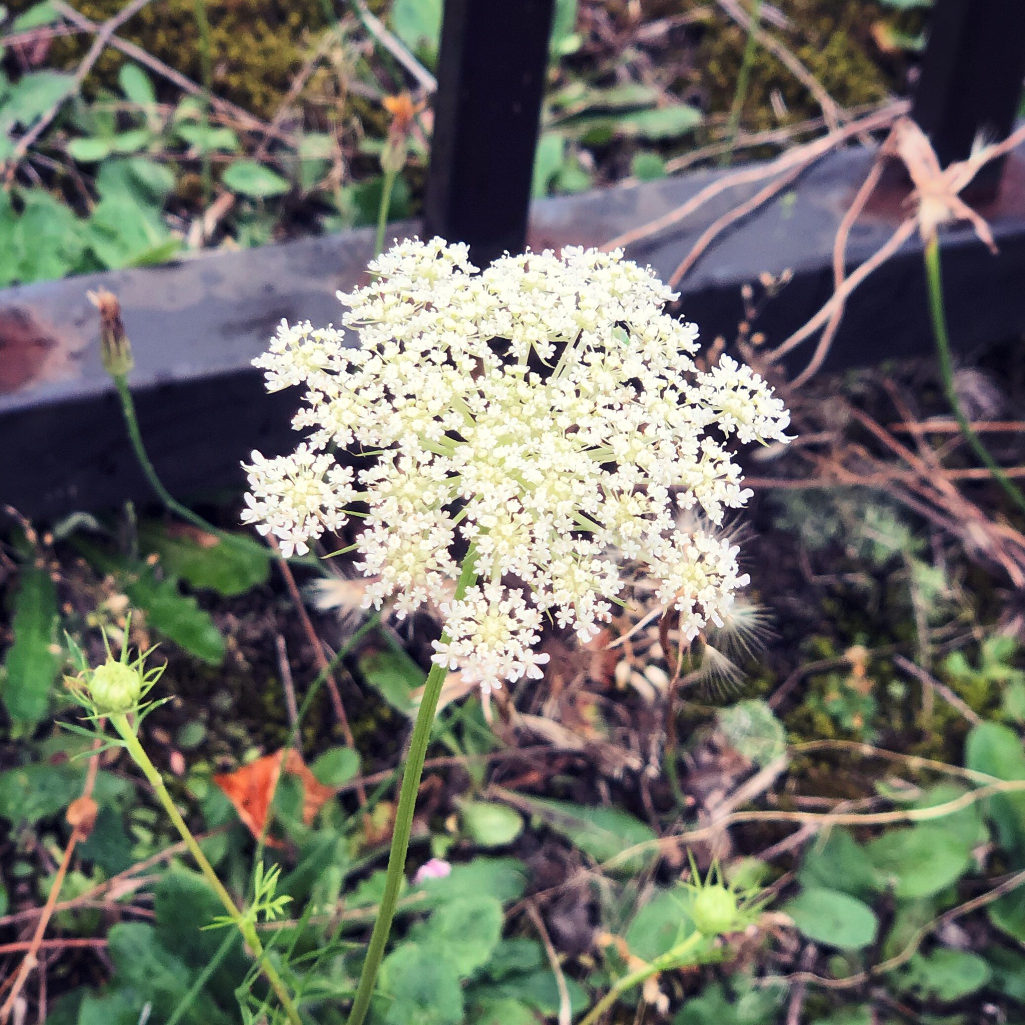 ノラニンジンの花 Twitter Search Twitter