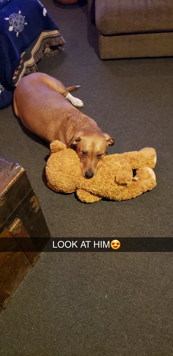 CoachSmithCEHS's tweet photo. @DrLupo Loki the trickster. https://t.co/H1ang0lLos