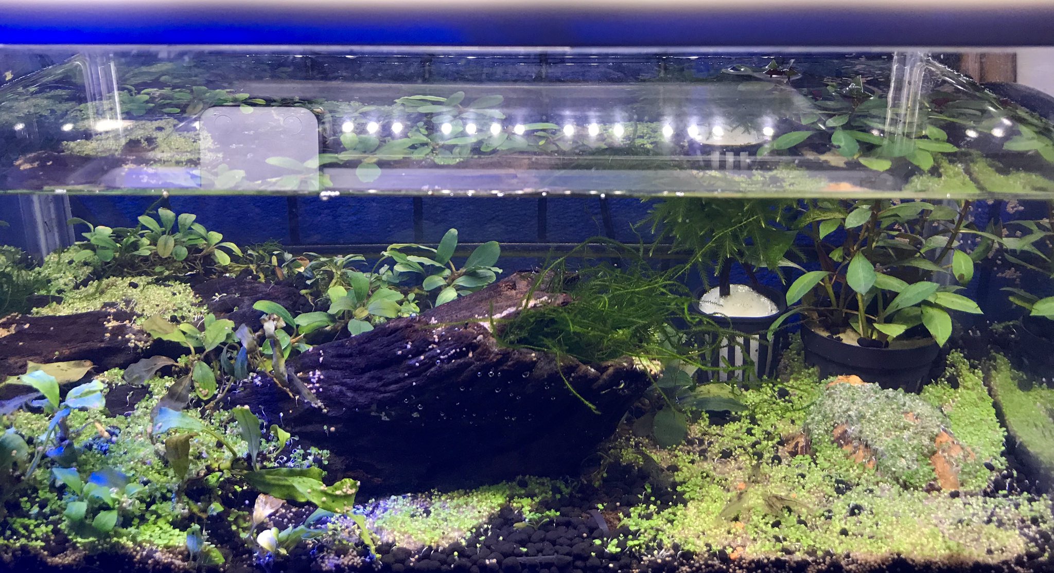 تويتر カワカミアラタ على تويتر 残暑見舞い申し上げます 昨夜 水草標本水槽に蒔いたベビーリーフの種が発芽したので 注水して ミナミヌマエビを投入した 濾過フィルタもエアレーションもなしのシンプルシステム 今年の暑さは湿度の高さだなぁ プールから تويتر カワカミアラタ على تويتر 残暑見舞い申し上げます 昨夜 水草標本水槽に蒔いたベビーリーフの種が発芽したので 注水して ミナミヌマエビを投入した 濾過フィルタもエアレーションもなしのシンプルシステム 今年の暑さは湿度の高さだなぁ プールから