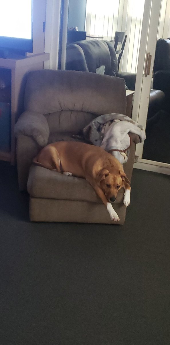 CoachSmithCEHS's tweet photo. @DrLupo Loki the trickster. https://t.co/H1ang0lLos