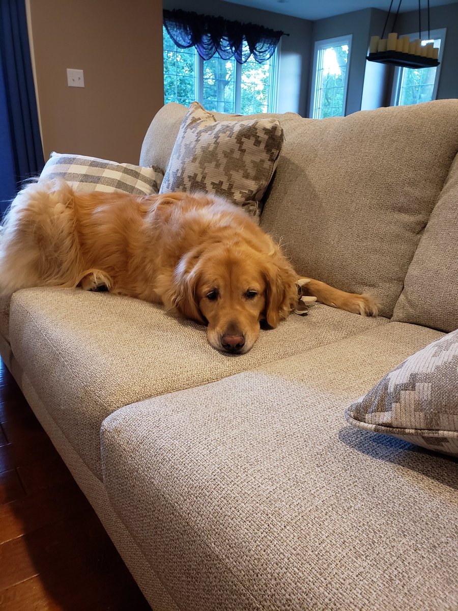 TailsFluff's tweet photo. It a camouflaged puppy! Can you find her on the new sofa? Girl traded in her silly navy blue sofa for this spectacular "blendy" sofa. How many of you buy furniture to match your puppers? https://t.co/QOfE1UNlgF