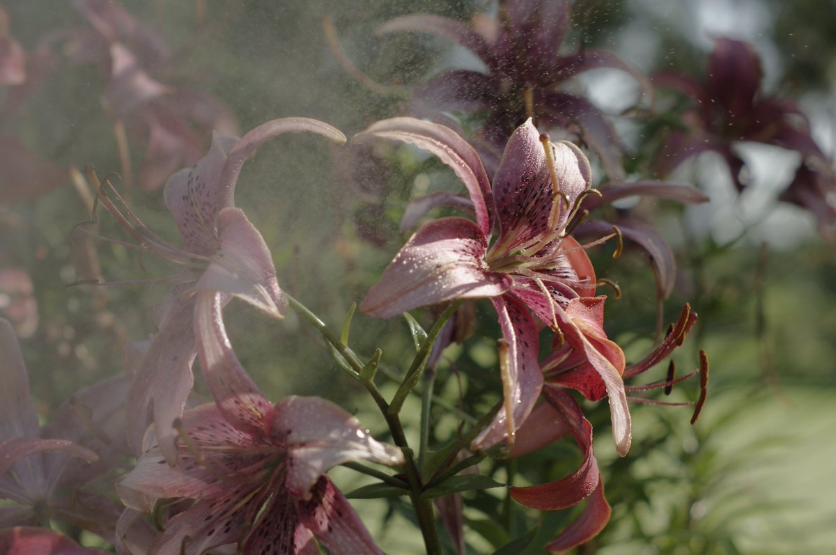 <a href="/sitaravirgo/">sitara_star 💫🌟</a> <a href="/tomorrow12River/">Mai Alice</a> <a href="/jiuerlily/">Veronica</a> <a href="/Ryan_CaoDat/">Ryan_Cao 😊💖✌️</a> <a href="/hmn56656/">🇨🇳🇪🇺中欧自由贸易科技交流促进会💫2025</a> <a href="/lcs1122/">임철수(Hi Consulting)</a> Thank you Sitara &amp; #S_group &amp; All ...

You all make my day happy one ...
I send you all a river valley of flowers - #Glenora Parks / Golf Club.

#La0nly  #Edmonton.  #Jiuerlily

Use a Camera to paint, don't just take pictures....