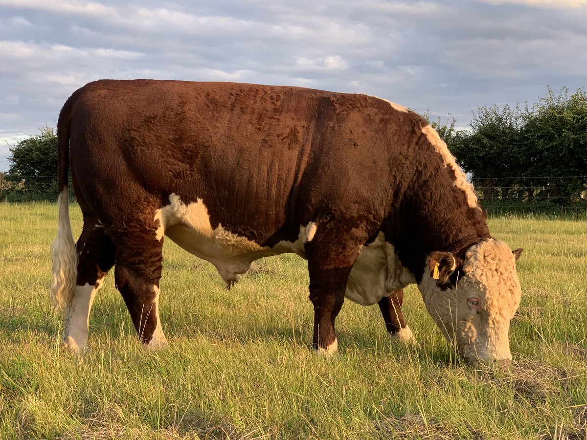 Hickling Rockstar fresh back from a 3rd place at Tenbury national show enjoying some fresh grass and the evening sun. Rockstar is For Sale!! #herefords