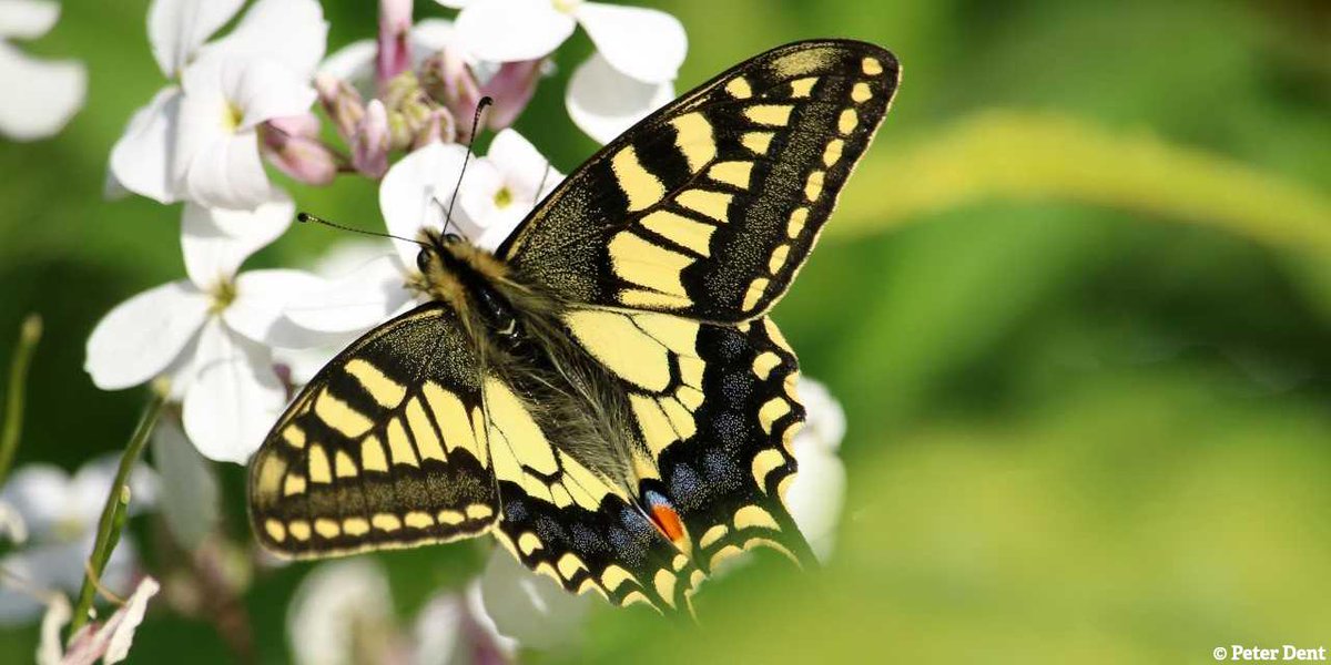 Do you enjoy golf and want to support wildlife? ⛳ Join us for our Golf Day <a href="/Heacham_Manor/">Heacham Manor Hotel</a> golf course on Friday 6 September. All funds raised will go towards our core work protecting and caring for Norfolk’s wildlife 🐦🦋 More information: facebook.com/events/3713147… #NorfolkHour