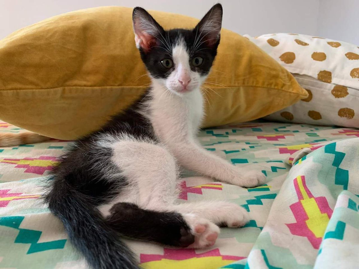 NATILLA necesita encontrar un hogar.
Tiene 3,5 meses y es un AMOR, sociable, acostumbrada a convivir con otros gatos y con perros. Hay cosas bonitas en la vida, y luego está ella❤️

Si nuestros gatitos no salen adoptados, no podemos rescatar más😢

Adopta_Mestizos@hotmail.com