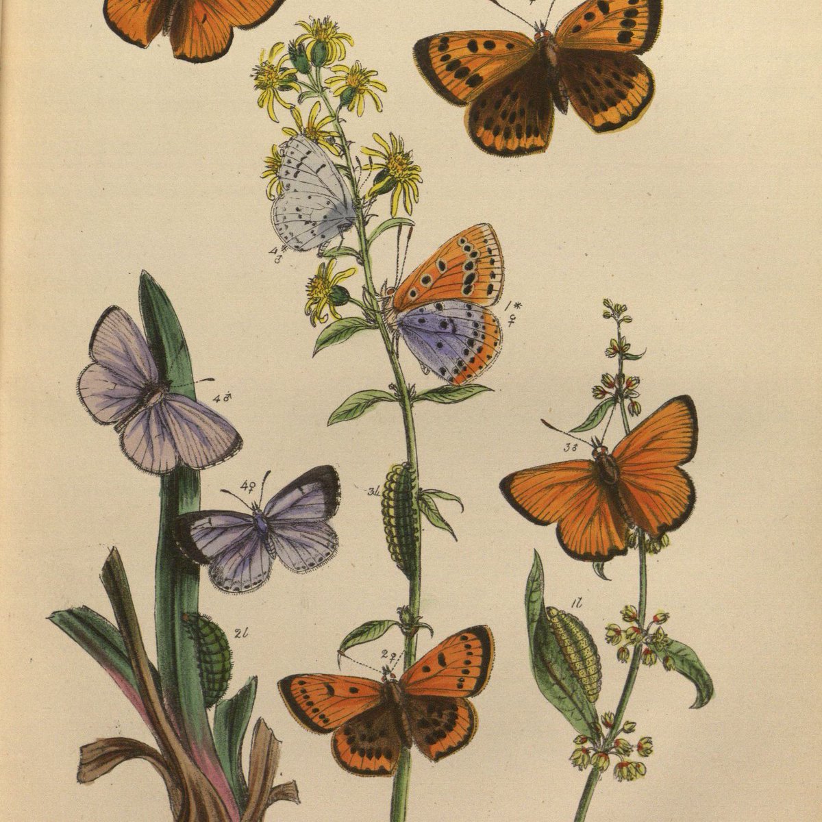 KohlerArtLib's tweet photo. Quicker than you can say “Wisconsin Pollinator Protection Plan,” the exhibit // Pollinators: A History of Understanding // @UWMadLibraries will be closing this Friday. Hike up to the 9th Floor of Memorial before it’s gone. #rarebooks #nectarandpollen #thoseallergiestho https://t.co/6VeXLb0SVU