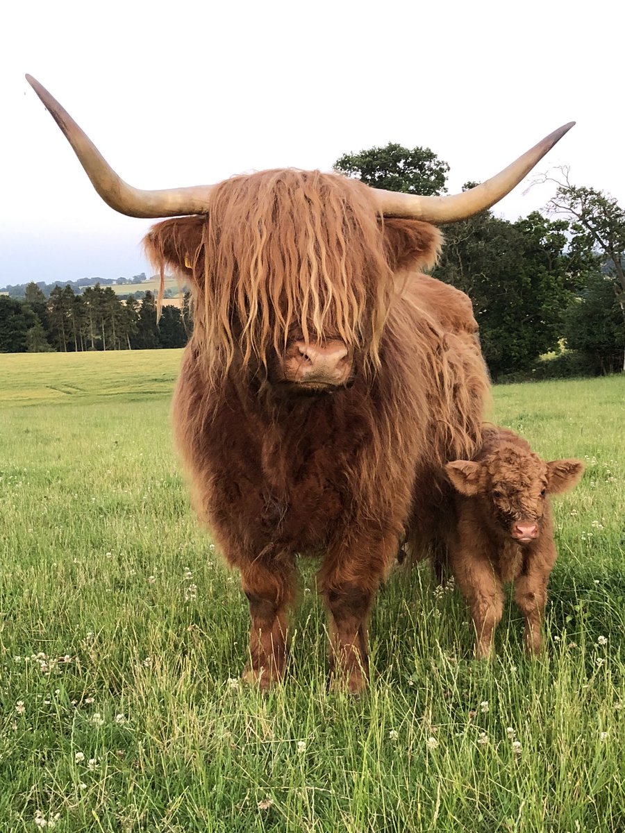 Final calf tagged tonight in the rain - but that’s them all sorted and moved to new field @highlandsociety #shorthorn #newcalves