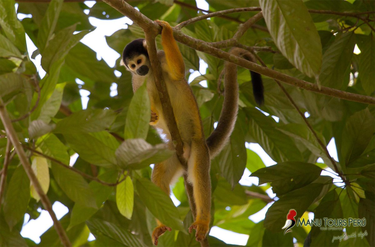 ManuToursPeru_'s tweet photo. 𝗠𝗔𝗡𝗨 𝗖𝗨𝗟𝗧𝗨𝗥𝗔𝗟 𝗭𝗢𝗡𝗘 is one of the three zones of the Manu National Park, which includes high mountains, cloud forests and the actual rainforest. In this zone you can still find a few small, original communi..👉https://t.co/jdm9CBfBHS #ManuToursPeru @ManuToursPeru_ https://t.co/i1K528JjRi