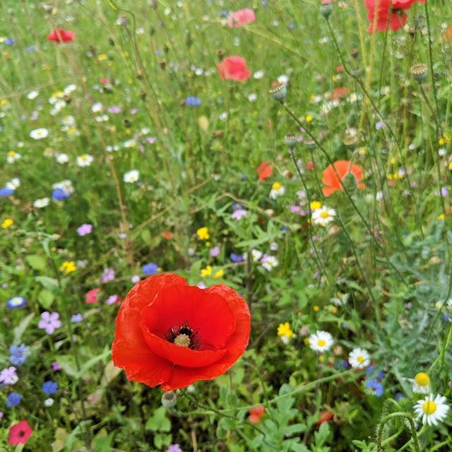 bugs_birds's tweet photo. Is there anything lovelier than a British wildflower meadow? https://t.co/x0ME6vuZvH https://t.co/LRSOY4dEjn