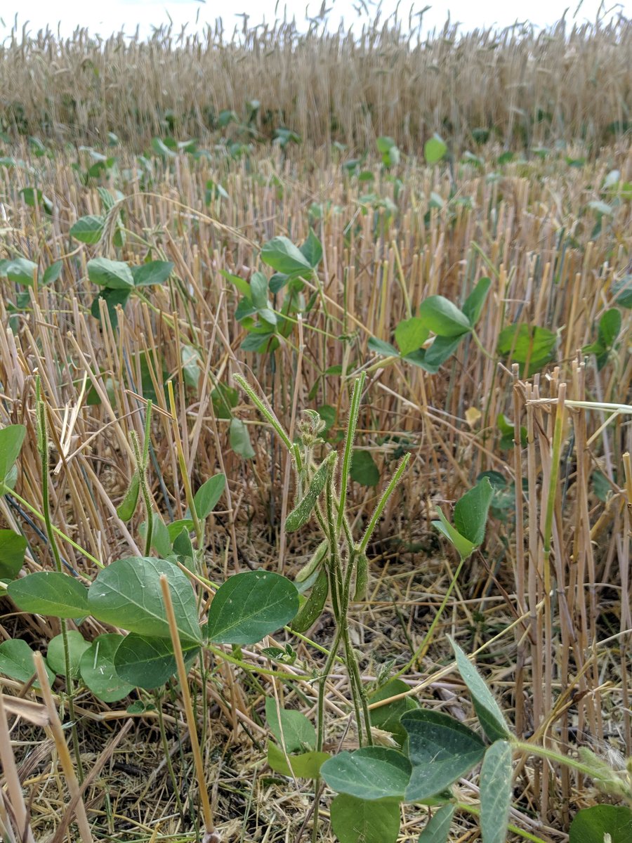 InKfarms's tweet image. Double crop rye is harvested. Time for rain to let beans grow! ~10% yield hit on rye with beans, so these little legumes need to push hard to hit the 12.5 bu/ac breakeven yield. Take this with a grain of salt though, just a single side by side. #singlerep #farmerscience #CdnAg