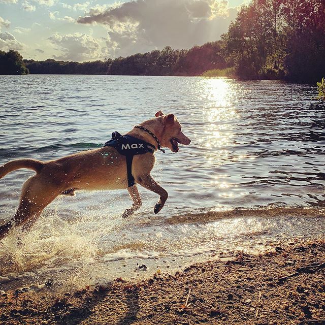 So beautiful! 🐕
.
.
.
#dog #dogsofinstagram #dogstagram #dogs #hond #hondenvaninstagram #instadog #instalab #labstagram #labs #labsofinstagram #laboftheday #max #hulschebosgat #zuidlaren #drenthe #mooidrenthe #dutchlabrador ift.tt/2ZJMW5y