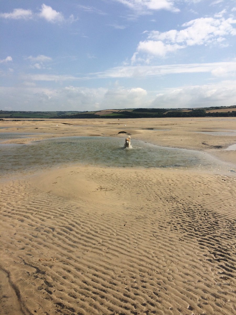 cornishpixx's tweet photo. Before the storm #Cornwall #Malamute https://t.co/YhkfrcQJkw