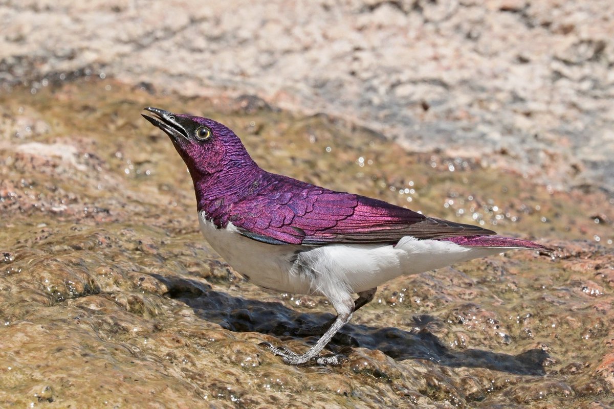 Amethyst Starling