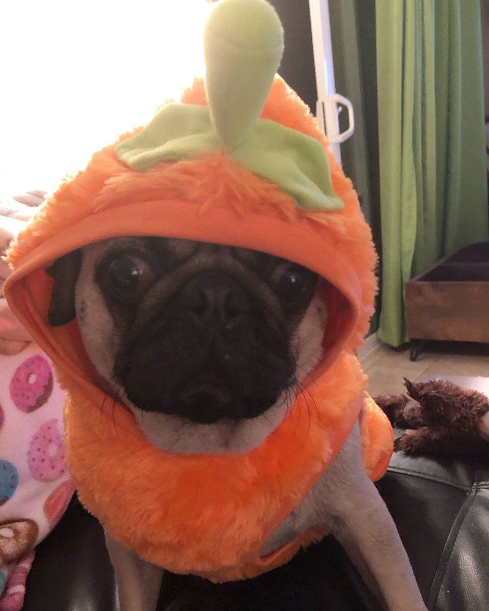 LoulouHoltz's tweet photo. Is it too early to be a pugkin 🎃👻🎃 ☠️🎃 🛀🎃🛀🎃🐶 #waytooearly #tooearlytocelebrate #waytooearlyforme #pugkin #pumpkin https://t.co/apNgjgrKch