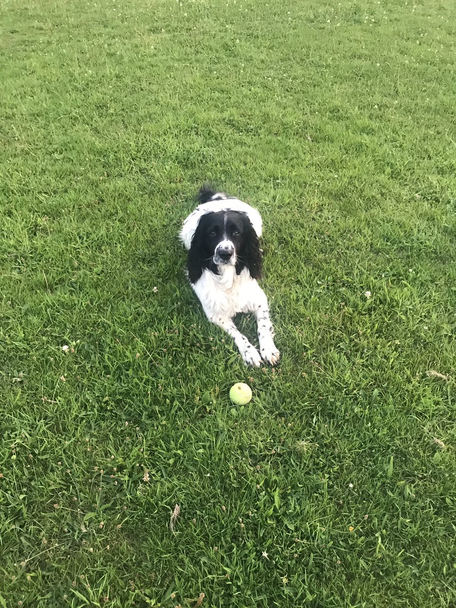 The doggo successfully retrieved his ball. However, said doggo is never suitably satiated unless he is chasing the aforementioned ball. Hence the moody, existentially confused face of a teenager.