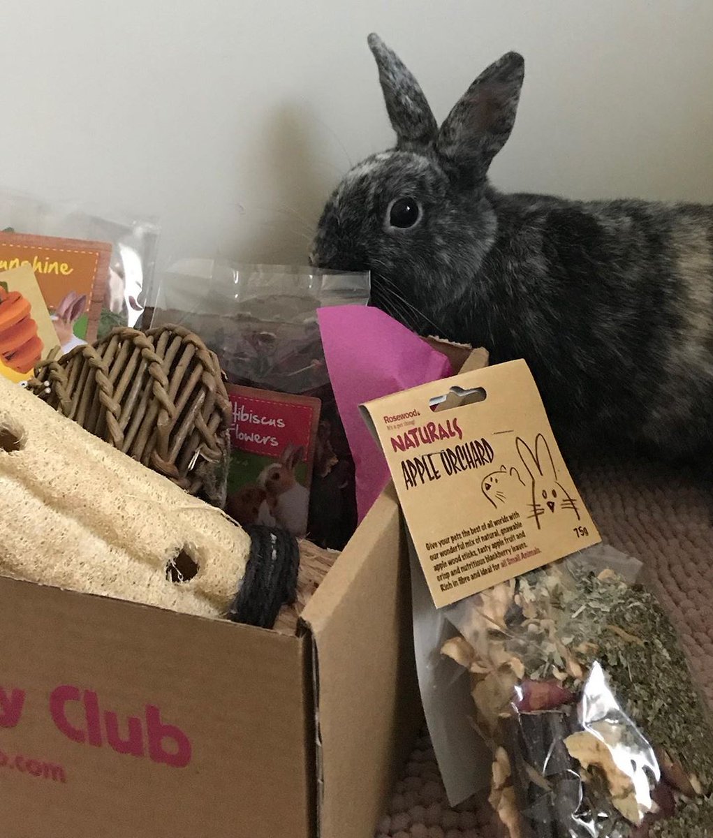 Papu investigating the July Happy Bunny Club box 🐰📦☺️!
_________
📦 Sign up for our August box now at happybunnyclub.com
📷 IG: Dwarfbuns 
_________
#bunnysubscriptionbox #rabbitsubscriptionbox #happybunnyclub #bunniesworldwide #subscriptionbox #bunny #rabbit