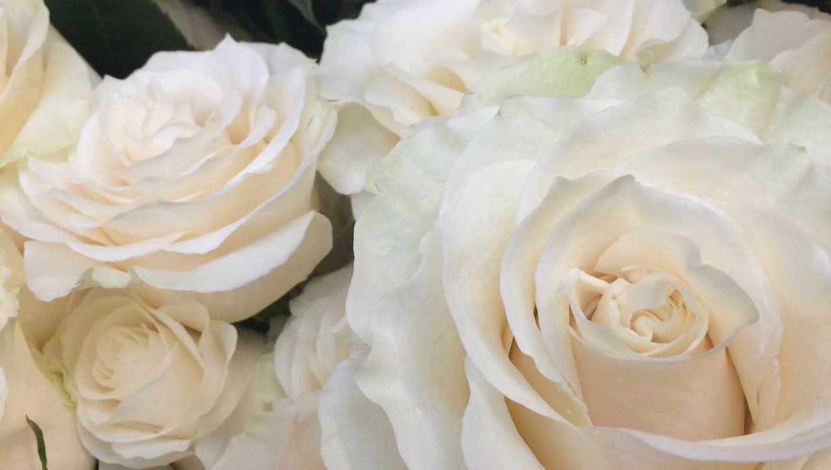 Hi #Weddinghour <a href="/WeddingHour/">#WeddingHour</a> sharing a photo of the lovely mondial roses, we used to complete a stunning bridal bouquet and floral arrangements, at a recent wedding. #bicesterflorist #oxfordshireweddingsupplier #buckinghamshirewedding #roses #weddingflowers