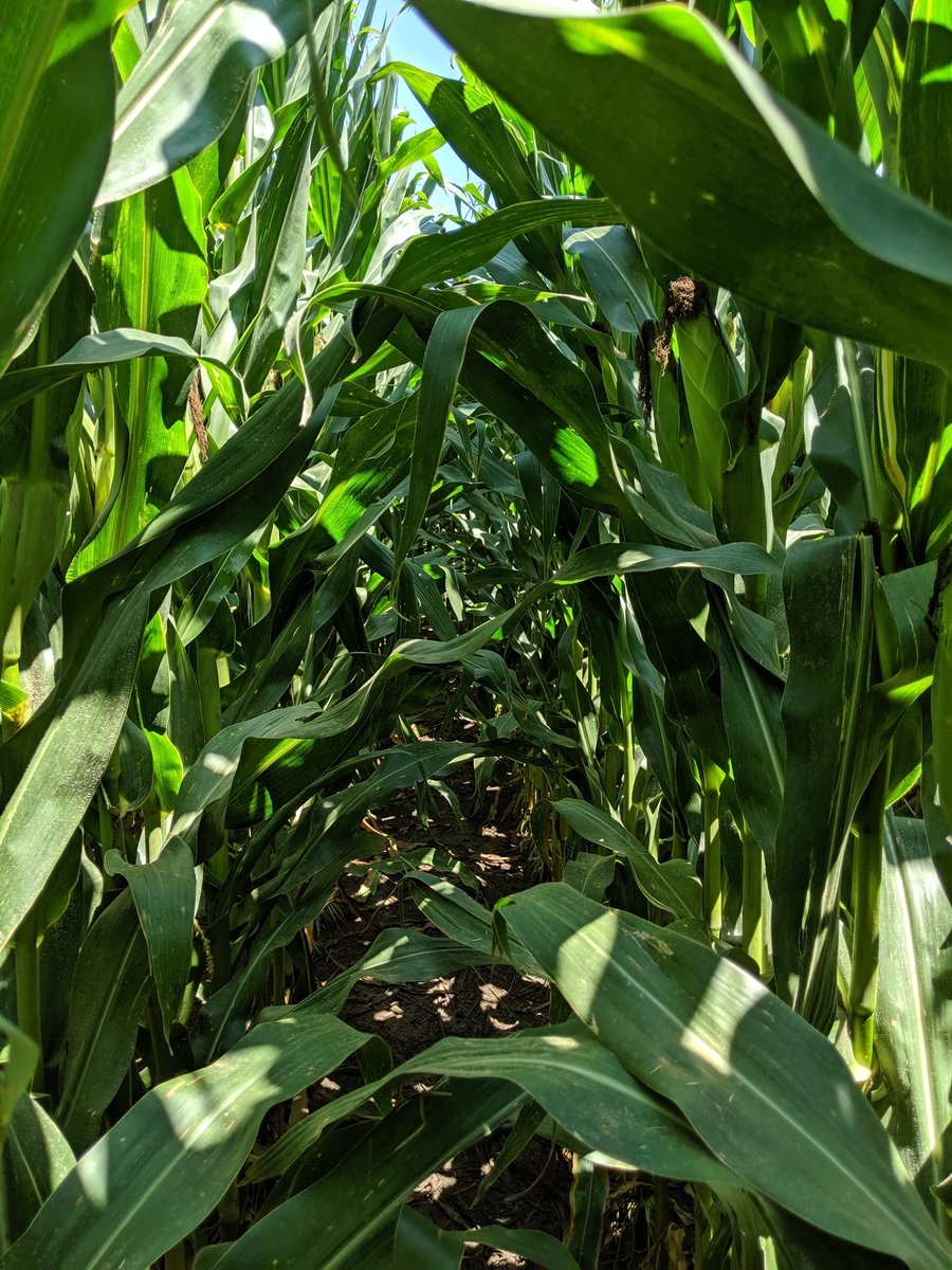 @ChannelSeed 220-98VT2 making silage tonnage on the Meade/Seward county line. Choppers could be rolling by the end of next week, and with them - the start of #harvest19. Early planted dryland corn is not too far behind. #silage #FCUS #grow19