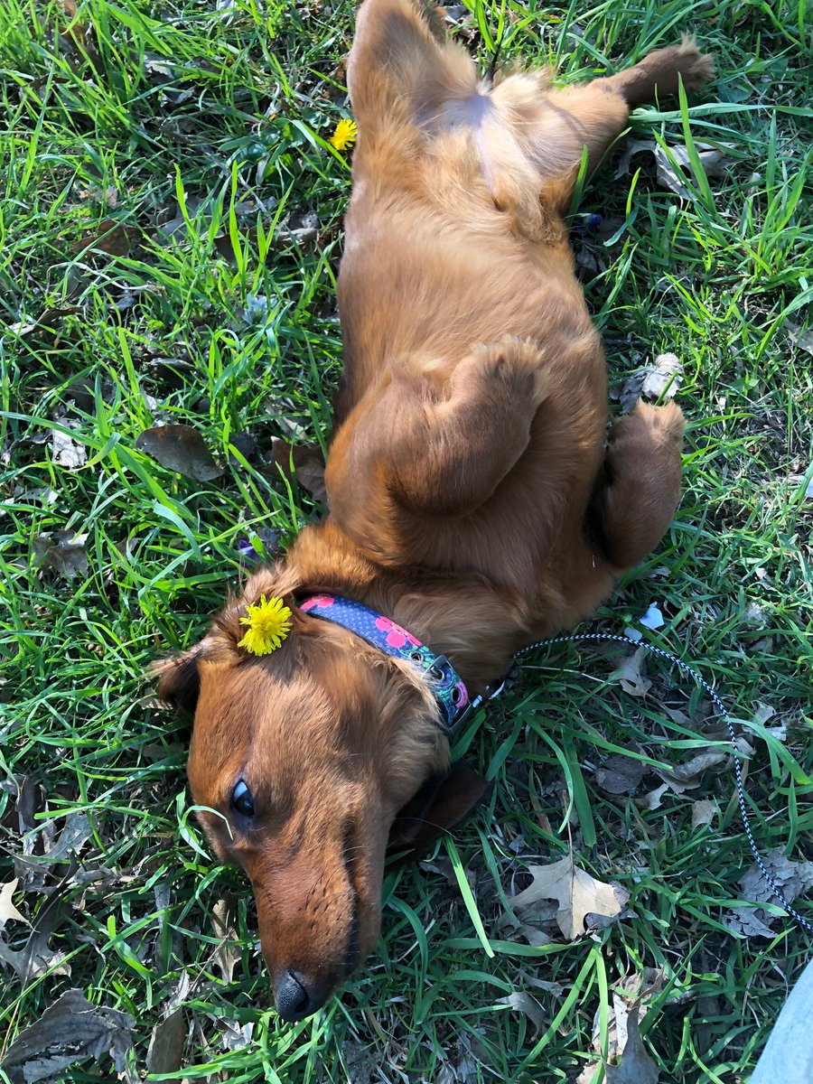 Just a 🐶 and a 🌸!  “Flower Selfie” #METeach #SummerSelfieBingo