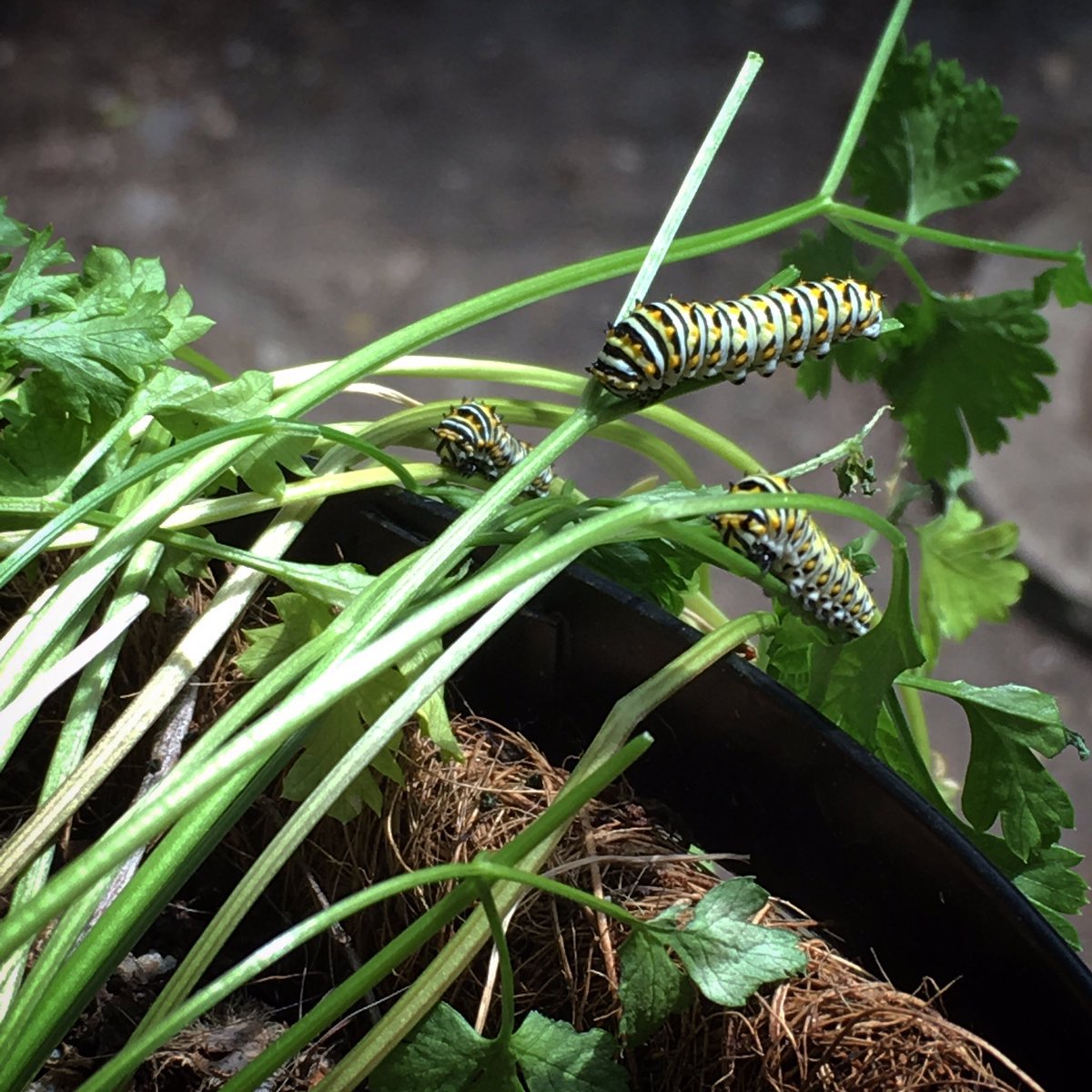 monaghafri's tweet photo. parsley party https://t.co/FhBDacxkfQ