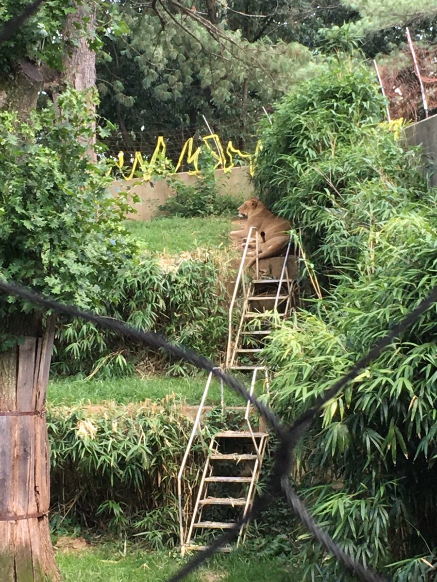 TheRealTenae__'s tweet photo. Zoo 🐷🦓🎠🦍🐆 #BigBlake❤️ https://t.co/oa5SFGNOzm