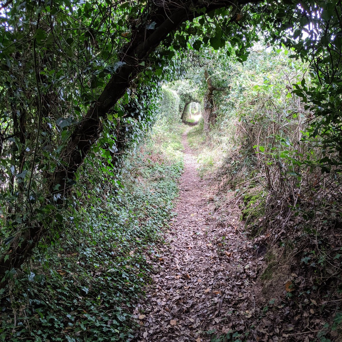 __OUTPOST__'s tweet photo. Entrance to the OutPost in the abandoned orchard at Bromley Cross by #adrianmay https://t.co/1q9sKeQ3bP