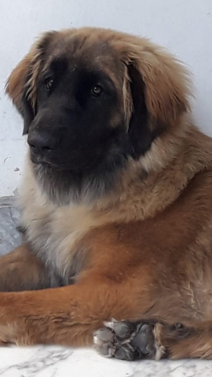 netnando's tweet image. Ariel. La mia cucciola #leonberger