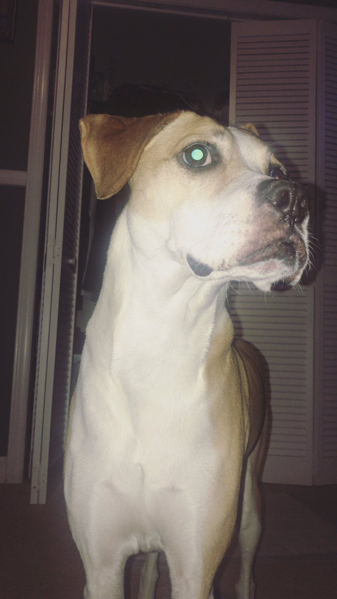 haylie_shields's tweet photo. @cizzorz My puppy is gone 😞 but still appreciated 🥰🐶💜 https://t.co/aFgYFPWUDj